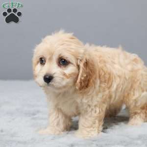 Faith, Cavachon Puppy